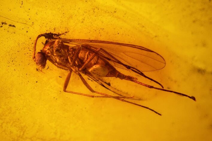 Fossil Fly (Diptera) In Baltic Amber #139075